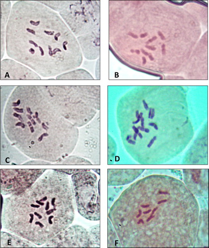 Figure 1. Chromosomes of six species of Plantago in KSA(X = 1000). A: P. albicans. B: P. ciliata. C: P. amplexicaulis. D: P. lanceolata. E: P. psammophilia. F: P. ovata.