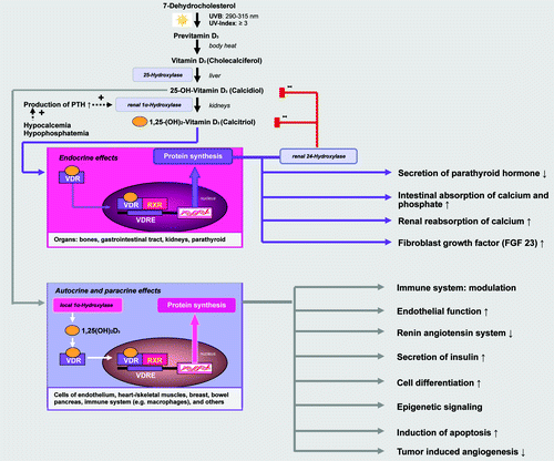 Figure 1. Vitamin D in its hormonally active form, 1α,25-dihydroxyvitamin D is not only a regulator of calcium and phosphate homeostasis, but has numerous nonskeletal functions effects. 1α,25(OH)2D manifests its diverse biological effects (endocrine, autocrine, paracrine) by binding to the vitamin D receptor (VDR) found in most body cells. It is estimated that VDR activation may regulate directly and/or indirectly more than 200 genes, including genes responsible for the regulation of cellular proliferation, differentiation, apoptosis, and angiogenesis.Citation135