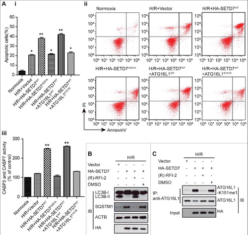 Figure 8. SETD7 overexpression significantly increased H/R-induced apoptosis in cardiomyocytes. (Ai and ii) The indicated plasmids were transfected into H9c2 cells and then exposed to H/R. Apoptosis was measured by ANXA5-PI staining. (Aiii) Apoptotic enzymes CASP3 and CASP7 activity was measured for the indicated H9c2 cells. The data from 3 independent experiments are presented as the mean ± SD. (B and C) Western blotting and immunoprecipitation assays were respectively used to indicate that a potent and selective inhibitor of SETD7, (R)-PFI-2 (1 μM, 18 h), inhibited LC3B-II expression and ATG16L1 methylation at K151.