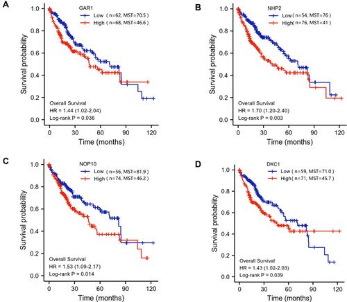 Figure 3 The correlation between the mRNA expression of H/ACA snoRNP gene family and overall survival (OS) in HCC patients based on TCGA-LIHC database. (A) High mRNA expression of GAR1 was significantly correlated with poor OS (P = 0.036). (B) High mRNA expression of NHP2 was significantly correlated with poor OS (P = 0.003). (C) High mRNA expression of NOP10 was significantly correlated with poor OS (P = 0.014). (D) High mRNA expression of DKC1 was significantly correlated with poor OS (P = 0.039).