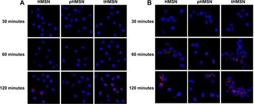 Figure 8 Confocal laser scanning microscopic images of MDA-MB-231 cells (A) or human umbilical vein endothelial cells (B) incubated with HMSN, pHMSN, or tHMSN loaded with the same amount of doxorubicin for different periods of time. Blue indicates Hoechst 33342. Red indicates doxorubicin.Abbreviations: HMSN, hollow mesoporous silica nanoparticles; tHMSN, tLyp-1 and polyethylene glycol co-modified HMSN; pHMSN, polyethylene glycol-modified HMSN.