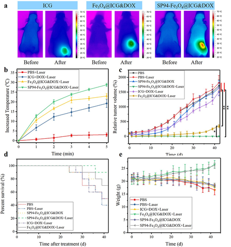 Figure 10 (a)Infrared thermography, and (b) the increased tumor temperature of tumor-bearing mice treated with SP94-Fe3O4@ICG&DOX nanoparticles at 24 h post-injection under 808 nm irradiation at 0.6 W/cm2 (n = 3); (c) Tumor growth inhibition profiles of the mice bearing Hepa1-6 tumor treated with SP94-Fe3O4@ICG&DOX, followed by 808 nm irradiation at 0.6 W/cm2 for 5 min (n = 7); (d)Survival rates of mice bearing Hepa1-6 tumors after different treatments; (e) Body weights were measured during the 42-day evaluation period in mice under the different conditions (n = 7). Data indicate means and standard errors. (*) p<0.05, (**) p<0.01.