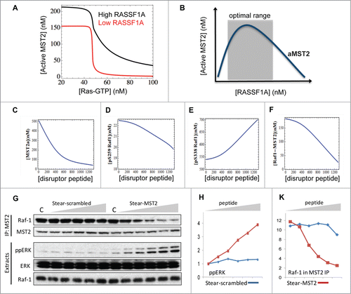 Figure 4. Model predictions of 1A perturbation and effect of the disruptor peptide. (A) Simulations of MST2 activation in response to increasing Ras-GTP under high and down-regulated RASSF1A expression. (B) Illustration of the biphasic property of MST2 activation dependence on RASS1F level. (C–F) Simulations of various model species in response to increasing level of the MST2-Raf-1 binding disruptor peptide. Parameter values for the kinetic rates of binding between the peptide and inactive MST2 are kf = 0.1 nM−1s­−1, kr = 0.001 s­−1, kact = 0.02 nM−1 using the same published model in.Citation24 The other parameter values are given in Table M3 of ref.Citation24 (G) HeLa cells were incubated with increasing concentrations (0–10 μM) of stearylated scrambled (Stear-scrambled) or MST2 (Stear-MST2) disruptor peptides for 1 hour. Raf-1 and Mst2 immunoprecipitates and 10 μg of cellular extracts were analyzed by Western blotting using the indicated antibodies. (H and K) Blots were quantitated by laser densitometry and analyzed using the Image J software.