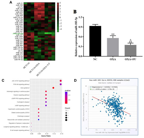 Figure 3 Fu and OXA downregulated the expression of miR-183-5p. (A) Heat map is used to show the differential expression of miR-183-5p in CRC cells of control group, OXA group, and OXA+5-F group. (B) qRT-PCR was used to verify the down-regulated expression of miR-183-5p in colon cancer cells with OXA and FU+OXA group. (C) Pathway enrichment results of miR-183-5p target genes. (D) miR-183-5p was negatively correlated with SOCS3 expression in colon cancer. **P<0.01, vs. NC group; ∆P<0.05, vs. OXA treated group.