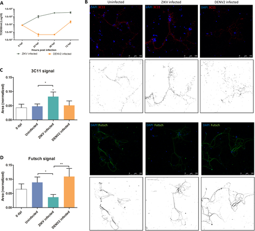 Fig. 3 Effect on neuronal network after Zika virus (ZIKV) and Dengue serotype-2 virus (DENV2) infection in primary neuron cultures.a ZIKV replication dynamics (using TCID50 in Vero cells) in primary neurons from mosquito primary neuron cultures (n = 3 per condition). b Confocal images of mosquito primary neuron culture post ZIKV and DENV2 infection at 7 dpi. In red is 3C11 antibody, corresponds to Synapsin-1, and in green is Futsch antibody, a MAP1B homolog. Each confocal image has its respective image showing stained signal after applying image threshold with ImageJ. Quantification of 3C11 signal (c) and Futsch puncta (d) in mosquito neuron cultures, normalized by the number of DAPI counts. Statistical differences were calculated with Mann–Whitney U tests by comparing 0 dpi to the other groups unless indicated by bracket. *P < 0.05; **P < 0.01; ***P < 0.001; means ± SEM. For (c) and (d), n values are detailed in Supplementary Table S4