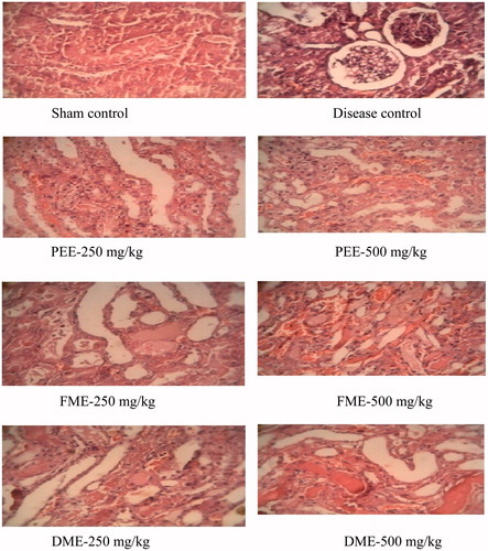 Figure 1. Histopathology of kidney in protective studies.