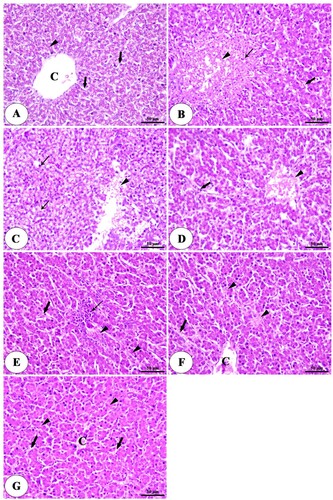 Figure 5. Photomicrograph of liver of negative control group (A) intact central vein (C), polyhedral shaped hepatocytes (arrowheads) arranged in a cord-like pattern and separated by blood sinusoids (arrows). The positive control group (B) a large focal area of necrosis (arrowhead) surrounded by inflammatory cells (thin arrow) and congested blood sinusoids (thick arrow). The positive control group with humic acid 500 g/ton of feed. (C) A focal area of necrosis (arrowhead), vacuolar degeneration, and micro steatosis of hepatocytes (thin arrow). The positive control group with humic acid 1000 g/ton of feed. (D) A small area of necrosis (arrowhead), dilation, and congestion of blood sinusoids (thick arrow). The positive control group with lincomycin. (E) mild degenerative changes in hepatocytes (arrowheads), mild congestion of blood sinusoids (thick arrow), and infiltration of inflammatory cells (thin arrow). The positive control group with humic acid 500 g/ton of feed + lincomycin (F) mild congestion of central vein (C), necrosis of some hepatocytes (arrowhead), dilation, and congestion of blood sinusoids (arrow). The positive control group with humic acid 1000 g/ton of feed + lincomycin (G) normal hepatocytes (arrowhead) radiated from the central vein (C) and separated by blood sinusoids (arrows). Stain H&E.