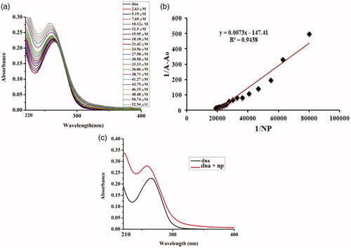 Figure 11. DNA–5%Sr/Ag2O NPs interaction. (a) Plot of absorbance versus wavelength (nm). (b) Comparative change in absorbance of DNA with addition of NPs. (c) Linear plot for estimation of binding constant.