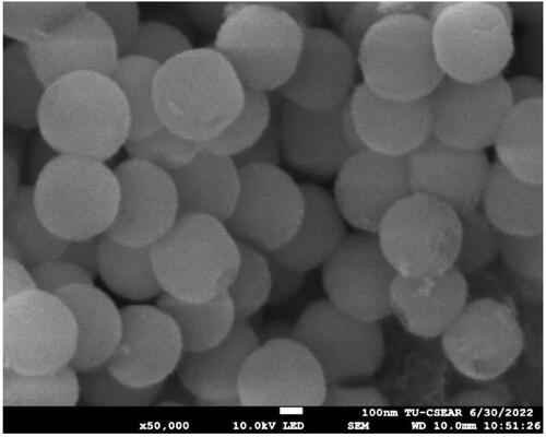 Figure 1. SEM image of Sr-bioactive glass nanoparticles (Sr-BGNPs).