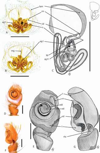 Figure 5. Cytaea alburna copulatory organs. (a) C. female S103096 epigyne ventral view; (b) same, dorsal view; (c) same, schematic drawings (lam. lateral atrial margin; mg. median guide; co. copulatory opening; cd. copulatory duct; s. spermatecae; ag I – ag II. accessory glands; fd. fertilization duct; (d) male S103079 pedipalp ventral view; (e) same, schematic drawing; (f) pedipalp lateral view; (g) same, schematic drawing (c. cymbium; e. embolus; ed. embolic disc; edi. embolic disc indentation; t. tegulum; sd. seminal duct; rta. retrolateral tibial apophysis). Scale bars 0.2 mm