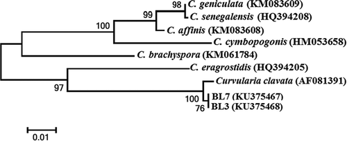 Fig. 2 Phylogenetic tree constructed by the neighbour-joining method comparing the GPD sequences of representative isolates BL3 and BL7 with sequences of related species. GenBank accessions are shown next to each isolate. Numbers on branches are the frequency with which a cluster appears in a bootstrap test of 1000 runs.