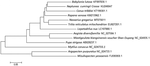Figure 1. Consensus neighbor-joining tree based on the complete mitochondrial sequence of N. gregarius and other 12 mollusk species. The phylogenetic tree was constructed using MEGA 7.0 and DNAMAN 6.0 software by the neighbor-joining method. The numbers at the tree nodes indicates the percentage of bootstrapping after 1000 replicates.