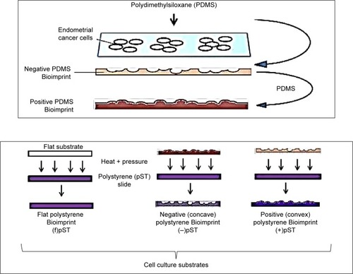 Figure 1 A schematic illustration of the bioimprinting processes that result in polystyrene culture substrates with cell-like topographies.Abbreviations: (−), negative imprint; (+), positive imprint; (f), flat substrate; pST, polystyrene.