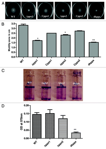 Figure 4. Motility and biofilm formation of C. jejuni ∆ppx mutants. (A) Motility was assessed on 0.4% soft agar at 42 °C for 24 h. (B) Motility was quantified by measuring the swarming zone (diameter in cm) surrounding the stabbed area. Each bar represents the average from 3 independent experiments with duplicate samples. *P ≤ 0.05 **P ≤ 0.001. (C) The biofilm formation was visualized by staining with 1% crystal violet for 15 min. (D) The amount of biofilm was quantified by measuring the absorbance at 570 nm after dissolving in 3 mL DMSO for 48 h. Each bar represents the mean ± SE of 3 independent experiments with triplicate samples in each experiment. **P ≤ 0.001.
