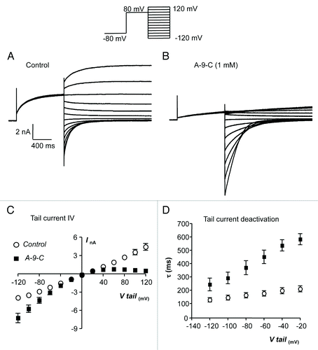 Figure 2. (A and B) Representative current traces, obtained using the protocol illustrated in the inset of A, before and during the presence of A-9-C (1 mM). (C) Summary current-voltage (I-V) relationship of TMEM16A tail currents, evoked following an initial step to +80 mV, before (open circles) and during (filled squares) exposure to A-9-C (1 mM). (D) Plot of mean time constant (τ) of TMEM16A tail current deactivation against voltage (control, open circles and A-9-C, filled squares).