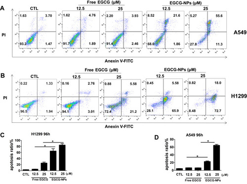 Figure 4 Induction of apoptosis by EGCG-NPs in lung cancer cells. (A, B) Flow cytometry images. (C, D) Quantitative analysis of the percentage of apoptotic cells after 96 h incubation. The percentage of total apoptotic cells was derived from the sum of early and late apoptotic cells. Means ± SDs of three independent experiments are shown. *P < 0.05.