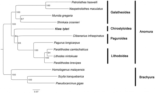 Figure 1. Maximum likelihood (ML) tree based on Kiwa tyleri with other 9 species from Anomura and 3 species from Brachyura. Bootstrap support values were generated with a rapid bootstrapping algorithm for 1000 replicates. The following mitogenomes were used in this analysis: Petrolisthes haswelli (LN624374), Neopetrolisthes maculatus (NC_020024), Munida gregaria (KU521508), Shinkaia crosnieri (EU420129), Clibanarius infraspinatus (LN626968), Pagurus longicarpus (AF150756), Paralithodes camtschaticus (JX944381), Lithodes nintokuae (AB769476), Paralithodes brevipes (AB735677), Homologenus malayensis (NC_026080), Scylla tranquebarica (NC_012567) and Pseudocarcinus gigas (NC_006891).