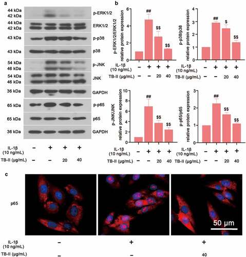 Figure 5. TB-II inhibited MAPK and NF-κB signaling pathways in IL-1β-treated SW1353 cells. (a, b) The protein expression of p-p65, p65, p-ERK1/2, ERK1/2, p-p38, p38, p-JNK, and JNK were determined by Western blot and quantified. GAPDH was conducted as a loading control. (c) The nuclei translocation of p65 (red) was detected by the immunofluorescence assay. Nuclei (blue) were stained with DAPI. One-way ANOVA, ##p < 0.01, compared with control cells; $p < 0.05, $$p < 0.01, compared with IL-1β-treated cells.