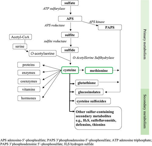 Figure 1. Overview of sulfur metabolism in plants; adapted from (Jez Citation2019; Maruyama-Nakashita Citation2017).