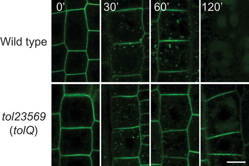 Figure 3. Vacuolar sorting of BOR1 requires TOL proteins-dependent MVB sorting. Confocal images of BOR1-GFP in the root epidermal cells of wild type (bor1-1 background) and tolQ seedlings transferred from 0.5 to 500 µM boric acid conditions for the indicated time. Scale bars represent 10 µm. WT, wild-type. The images were cropped from the images shown in Supplemental Fig. 2.