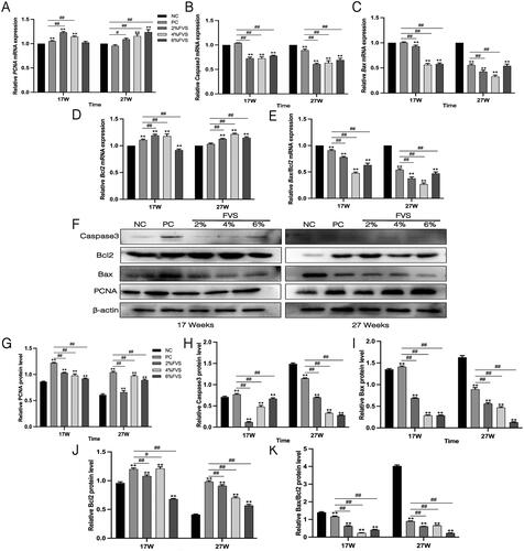 Figure 2. Effects of diet on ovarian proliferation and apoptosis. The mRNA and protein levels of PCNA, Caspase3, Bax, Bcl2 and Bax/Bcl2 in hens ovaries at 17 or 27 weeks by RT-qPCR and Western blot analysis. (A–E) RT-qPCR results, (F) Western blot results, (G–K) Plot of protein expression. β-Actin was used as internal control. Data are expressed as means ± S.E.M., NC: negative control, PC: positive control (n = 9), *p < 0.05, **p < 0.01, vs. the NC group, #p < 0.05, ##p < 0.01, vs. the PC group.