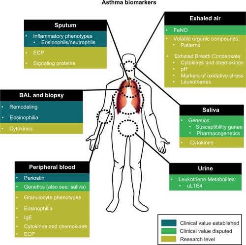 Figure 1 Asthma biomarkers.