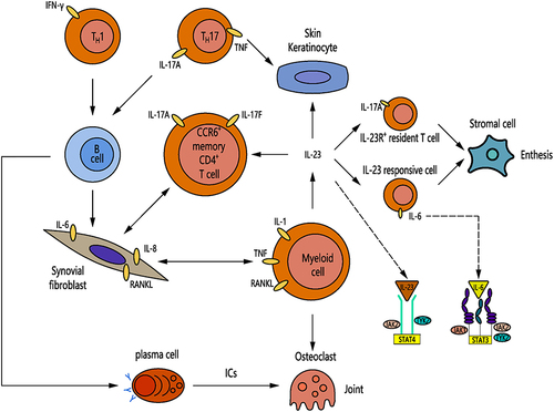 Figure 2 Overview of immune pathways that may be involved in cutaneous and osteoarticular inflammation in SAPHO syndrome. In the joint, TH17 and the CD4+ memory CCR6+ T cell populations and IL-23R+ resident T cell will produce cytokines such as IL‑17A, IL‑17F. In addition, B‑cell differentiation and production of autoantibodies that might be involved in osteoclastogenesis. Proinflammatory cytokines, IC-mediated effector pathways as well as bone erosion through osteoclast formation and activation leads to cartilage destruction. Enthesitis has been shown to be strongly IL‑23-mediated, involving resident IL‑23R+ T cells and IL‑23-responsive cells, with IL‑17A, IL‑22 and IL‑6. In the skin, activation of keratinocytes by IL‑23, IL‑22, IL‑17A and TNF lead to the inflammatory process. Inhibition of the JAK/STAT pathway could help to regulate the expression of inflammatory factors like IL‑6 or IL‑23. The extent of inflammation and, in particular, tissue destruction in these diseases could depend on whether the inflammation is more autoimmune or autoinflammatory by nature.