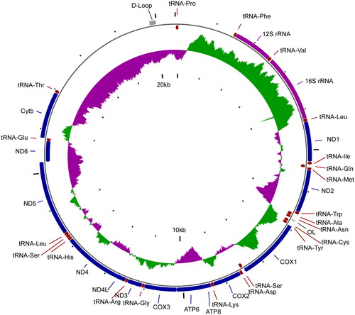 Figure 2. Mitogenome map of Hydrolagus mitsukurii (Jordan & Snyder, 1904).