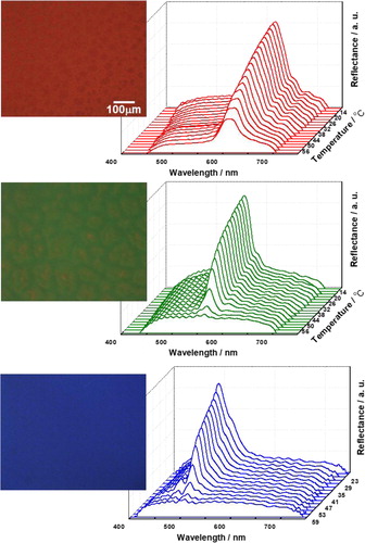 Figure 4. Typical POM images and Bragg reflection spectra for a range of temperatures for PSBPII.