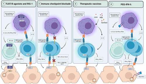 Figure 2. Immune based therapeutic strategies for CHB. The activation of pathogens recognition receptors such as TLR7, TLR8 and RIG-1 by agonists can induce the secretion of antiviral cytokines by hepatocytes and innate immune cells such as macrophages, dendritic cells, and NK cells. This activation of innate immunity can restore HBV-specific T cells to produce antiviral cytokines such as IFN-γ and TNF-α. RIG-1 can also exerts direct antiviral activities against HBV. Immune checkpoint blockade prevents the engagement of inhibitory checkpoints express on HBV-specific T cells with their ligands on macrophages, dendritic cells, and hepatocytes. As a result, HBV-specific T cells functionality can be restored to produce antiviral cytokines and potentially cytotoxic response to clear infected hepatocytes. Therapeutic vaccines encoding for viral antigens, can enhance cross-presentation of these antigens and boost HBV-specific T cell response. PEG-IFN-λ therapy can modulate dendritic cells, and macrophages and mediate the cross talk with NK and HBV-specific T cells. In hepatocytes, PEG-IFN-λ induces the engagement of signaling pathways which suppress HBV replication. CTLA-4: Cytotoxic T-lymphocyte associated protein 4; IFN: Interferon; IL: Interleukin; MHC: Major histocompatibility complex; NK cells: natural killer cells; PEG-IFN-λ: Pegylated interferon-lambda; PD-1: Programmed death pathway-1; RIG-1: Retinoic acid-inducible gene; Tim-3: T cell immunoglobulin and mucin-domain containing-3; TLR: Toll-like receptor; TNF-α: Tumor necrosis factor-alpha.
