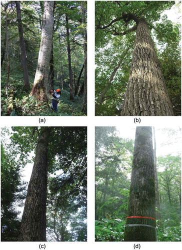 Figure 2. Major high-value hardwood species at the University of Tokyo Hokkaido Forest: (a) monarch birch (B. maximowicziana), (b) castor aralia (K. septemlobus), (c) Japanese oak (Q. crispula) and (d) Japanese ash (F. mandshurica).