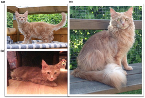 Fig. 2.  The cat at different ages: (a) 12 weeks old, healthy; (b) 5 months old, with chronic diarrhea; (c) 1 year old, healthy.