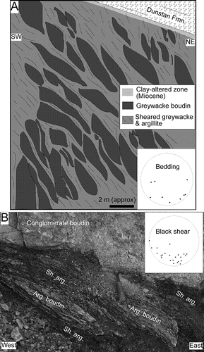 Figure 4  Broken formation in the Manuherikia gorge section. A, Sketch made from an oblique photograph, showing the characteristic block-in-matrix fabric that dominates this structural block. Kaolinitised basement rock underlies the Miocene Dunstan Formation at the top of the outcrop. Stereonet inset shows poles to bedding. B, Conglomerate boudin (pale, top) with underlying matrix of sheared argillite (Sh. arg). Matrix contains small boudins of less-sheared argillite (Arg. boudin; margins shown with dashed white lines). Inset stereonet shows poles to argillite shears in the black shear zone of the broken formation.