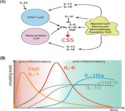 Figure 1. Schematic of cytokine networks(A) and cytokine kinetics (B) in cytokine storm syndrome. Accumulated studies have shown that IL-1β and TNF-α can promote the secretion of other cytokines such as IL-6 etc., and are thus known as early phase cytokines. After stimulation by pathogenic factors, IL-1β and TNF-α are rapidly secreted, peaking after several hours. Subsequently, the body starts to secrete anti-inflammatory cytokines to regulate inflammatory responses and enable the body to counteract stimulation induced by harmful pathogens and maintain cellular homeostasis. However, when there is continuous, strong stimulation from harmful pathogens or excessive immune responses, the equilibrium between pro- and anti-inflammatory responses is disrupted. Figure adapted from Refs. [Citation14] and [Citation29].