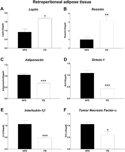 Figure 3. Retroperitoneal adipose tissue gene expression. A: Leptin. B: Resistin. C: Adiponectin. D: Sirtuin-1. E: Interleukin 1 beta and F: Tumor necrosis factor alfa. Panels A and E: Values are presented as median and interquartile range (n = 8–9 mice in each group). Panels B-D and F: values are presented as mean ± standard error (n = 8–9 mice in each group). NPS: non-prenatal stress (dark bars); PS: prenatal stress (white bars). * p < .05, ** p < .01 and *** p < .001.