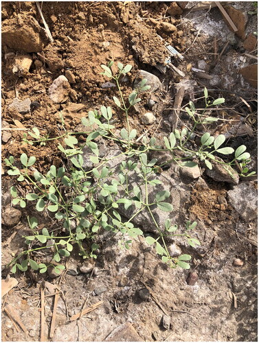 Figure 1. Specimen of Zygophyllum brachypterum (this unpublished photo, taken in Aksu Prefecture, Xinjiang Uygur Autonomous Region of China by Prof. Peipei Jiao, is used with permission), Stems of Z. brachypterum are much branched and tender, and leaves have two leaflets that are oblong to oblanceolate, thin, and apex obtuse. Petioles are equal to or shorter than leaflets.