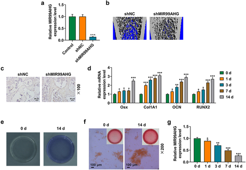 Figure 1. Osteogenic differentiation evaluation and MIR99AHG expression quantitation.(a) Relative MIR99AHG expression in senile mice injected with the lentiviruses of shNC or shMIR99AHG and those without injection was quantified via qRT-PCR. β-actin was used as internal reference. (b) Micro-CT analysis on senile mice injected with the lentiviruses of shNC or shMIR99AHG was conducted. (c) Immunohistochemistry on the bone tissue of mice injected with the lentiviruses of shNC or shMIR99AHG was performed. Magnification: × 100. Scale bar = 50 μm. (d) Relative mRNA expression of Osx, Col1A1, OCN, and RUNX2 in BMSCs on day 1, 3, 7 and 14 post osteogenic differentiation was also quantified with qRT-PCR. β-actin was the internal reference. (e-f) Osteogenic differentiation of BMSCs was evaluated by both ALP and Alizarin Red S staining. Magnification: × 200. Scale bar = 100 μm. (g) Relative MIR99AHG expression in BMSCs on day 1, 3, 7 and 14 post osteogenic differentiation induction was further measured with qRT-PCR. β-actin was the internal reference.