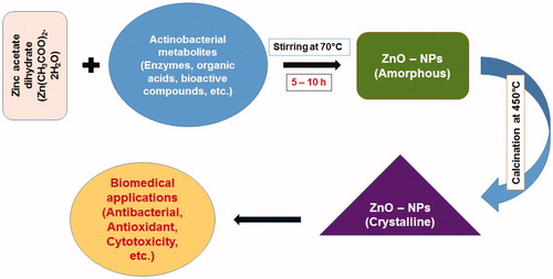 Figure 1. The role of actinobacterial metabolites as reducing agent in biosynthesis of ZnO nanostructures.