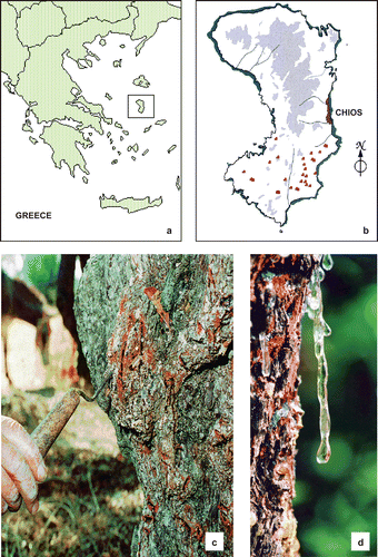 Figure 1.  (a) Map of Greece indicating the island of Chios, where the mastic tree grows. (b) Chios island and the 24 villages in the southern region where mastic is produced. (c) Incisions (10– 15 mm long and 4– 5 mm deep) on the tree trunk made by special tools. (d) Hardened resin, which has flowed from the incisions, after 10–20 days.