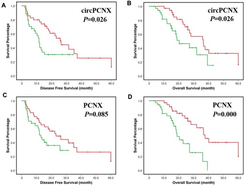 Figure 2 Correlations between circPCNX or PCNX expression and the clinicopathological variables or prognosis of patients with HCC. (A) Disease-free survival (DFS) of patients with a high-level circPCNX expression and low level of circPCNX expression. (B) Overall survival (OS) of patients with a high-level circPCNX expression and a low level of circPCNX expression. (C) Disease-free survival of patients with a high level of PCNX expression and a low level of PCNX expression. (D) Overall survival of patients with a high level of PCNX expression and a low level of PCNX expression. Red line, circPCNX or PCNX low expression group; green line, circPCNX or PCNX high expression group; +, censored points.