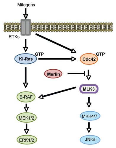 Figure 2 Schematic representation of mitogen-activated ERK and JNK signaling through Cdc42. Merlin inhibits both MLK3-regulated ERK and JNK signaling pathways.