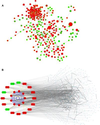 Figure 5 Networks of potential blood-to-tissue interactions. (A) The protein–protein interaction network of focus genes. Size of the node is scaled by | log2FC (fold change) | of gene expressions; color of the node and its border represents the expression regulation of mRNA and predicted upstream miRNA, respectively. (B) An integrated miRNA-mRNA and PPI network of the key miRNAs and their target genes (including 9 hub genes) in the focus genes. Edge line between genes (proteins) is solid; edge line between miRNA (round rectangle) and mRNA (round) is in dots. Red: upregulated. Green: downregulated.