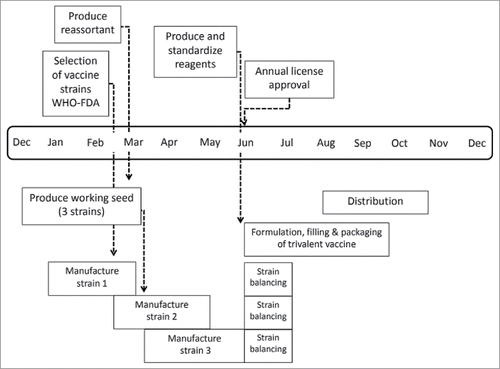 Figure 1. Influenza vaccine manufacturing process and timeline.Citation11 It takes at least six months for the first supplies of approved vaccine to become available once the vaccine composition is decided. This lead time is needed because the vaccine production process involves many sequential steps, and these steps are strictly controlled by government health agencies.