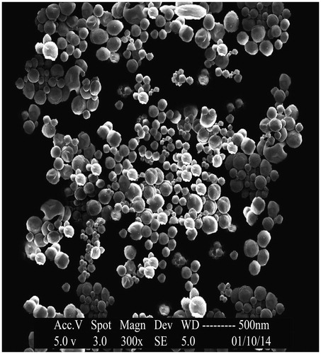 Figure 7. Scanning electron micrographic image of OIHNPs.