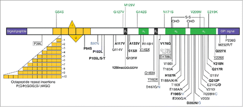 FIGURE 1. Schematic representation of the human PrP structure, with polymorphisms and reportedly pathogenic PRNP variants. The human (hu) PrP 1–253 structure is depicted with polymorphisms and post-translational modifications indicated above, and reportedly pathogenic mutations below. In the mature protein (huPrP 23–230) the N-terminal signal peptide (1–22) and the C-terminal signal (231–253) for attachment of the glycosyl-phosphatidyl-inositol (GPI) anchor are removed. Region 51–91 containing one nonapeptide and 4 octapeptides is in yellow; β-sheet regions (β1 128–131 and β2 161–164) are in black and α-helices (α1 144–154, α2 173–194 and α3 200–228) are in green. S-S, disulphide bond between aminoacids 179 and 214; CHO, N-glycosylation sites at positions 181 and 197. All mutations are associated with a CJD phenotype except those in bold type (GSS), solid box (FFI or CJD depending on codon 129 genotype), dotted box (frontotemporal lobar degeneration-like phenotype), solid underlined (PrP-CAA), dash underlined (peripheral PrP amyloidosis with PrP-CAA), gray (sensory neuropathy) and blue (unclassified phenotype). The octapeptide repeat insertions produce variable phenotypes, including CJD, GSS- and frontotemporal dementia-like syndromes.