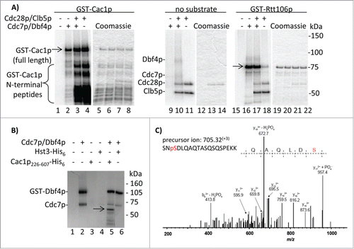 Figure 3. In vitro phosphorylation of Cac1p by Cdc7p/Dbf4p and Cdc28p/Clb5p kinases. (A) GST-Cac1p or GST-Rtt106p were mixed with His6-Cdc7p/Dbf4p, GST-Cdc28p/Clb5p or both (indicated above the lanes) in the presence of 32P-γATP and the reaction products were resolved through 4–20% polyacrylamide gels. Full length GST-Cac1p and GST-Rtt106p are shown by arrows. The positions of His6-Cdc7p, Dbf4p, GST-Cdc28p and Clb5p are also indicated. One of 2 independent experiments with reproducible outcomes is shown. (B) Cac1p226–606-His6 or Hst3-His6 were incubated with Cdc7p/Dbf4p in the presence of 32P-γATP. The reaction products were resolved through an SDS-12% polyacrylamide gel. The position of Cac1p226–606-His6 is shown by the arrow. The 2 radiolabeled bands in lane 2 (a kinase reaction with no substrate) are generated by auto-phosphorylation of Cdc7p/Dbf4p. (C) Cac1p226–606-His6 was incubated with Cdc7p/Dbf4p and cold ATP. Reaction products were resolved by SDS-PAGE and stained with Coomassie. The Cac1p226–606-His6 band was digested with trypsin and analyzed by LC-MS/MS. The experimental and theoretical masses of the non-fragmented peptide are indicated. The y172+ + PO4− fragment at m/z = 957.4 demonstrates the presence of Cac1p phosphorylation at S503.