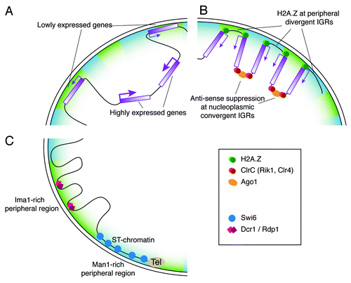 Figure 6. Putative model for chromatin organization at the fission yeast nuclear periphery. (A) Gene expression at the nuclear periphery. Genes with low expression levels are more commonly associated with the nuclear periphery, while highly expressed genes tend to reside in the nuclear interior. (B) A potential role for H2A.Z at the nuclear envelope. Localization of divergent IGRs and H2A.Z at the nuclear envelope could present a mechanism for anchoring the promoters of convergent gene pairs at the periphery. The convergent IGR would then be located in the nuclear interior, where the RNA surveillance machinery can act to suppress anti-sense transcription. (C) Differential localization of Ima1 and Man1. The INM proteins Ima1 and Man1 are not equally distributed at the nuclear periphery, but rather occupy distinct areas that interact with different chromosomal regions. The subtelomeric chromatin is associated with Man1-rich peripheral regions, where Swi6 is also located. In contrast, Ima1 is absent from subtelomeric chromatin, but tends to associate with Dcr1 and Rdp1 target loci.