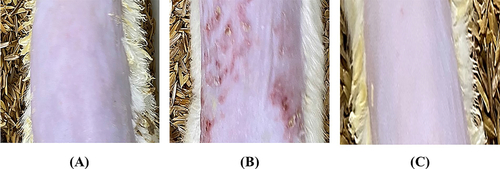 Figure 8. Skin irritation images of rat treated with (A) Normal control, (B) Positive control and (C) MNF-TEopt gel.