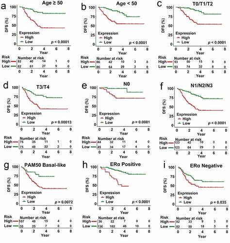 Figure 7. Analysis of survival in all patients who had CRCB stratified on the basis of patient age, staging, subtype of tumor along with the multi-genes prognostic signature. (a) The Kaplan-Meier curves with regards to the dataset that was younger (specifically, age < 50, where n = 86). (b) Kaplan-Meier curves in relation to the dataset that was older (specifically, age ≥ 50, where n = 148). (c) Kaplan-Meier curves with regards to the dataset related to early stage (specifically stage II/III, where n = 156). (d) Kaplan-Meier curves in relation to the dataset with regards to late stage (specifically, stage IV, where n = 78). (e) Kaplan-Meier curves in relation to the non-papillary dataset (that is, subtype of non-papillary, where n = 165). (f) Kaplan-Meier curves in relation to the papillary dataset (that is, subtype of papillary, where n = 69)