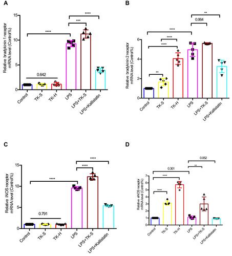 Figure 6 The mRNA levels of bradykinin 1 receptor (B1R), bradykinin 2 receptor (B2R), inducible nitric oxide synthase (iNOS), and endothelial nitric oxide synthase (eNOS) were evaluated via qPCR in brain microvascular endothelial cells (BMVECs). BMVECs were treated with PBS, TK-S, TK-H, LPS, LPS+TK-S, and LPS+kallistatin. B1R (A), B2R (B), iNOS (C) and eNOS (D) mRNA abundance were evaluated via q-PCR in BMVECs. **P<0.010; ***P<0.001; ****P<0.0001.